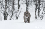 Euraziatische lynx (Lynx lynx)