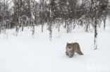 Eurasian Lynx (Lynx lynx)