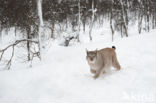 Eurasian Lynx (Lynx lynx)