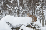 Euraziatische lynx (Lynx lynx)