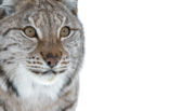 Eurasian Lynx (Lynx lynx)