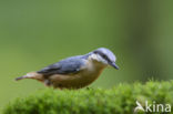 Europese Boomklever (Sitta europaea)