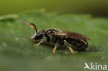 Fijngestippelde groefbij (Lasioglossum punctatissimum)