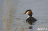 Great Crested Grebe (Podiceps cristatus)