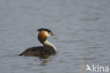 Great Crested Grebe (Podiceps cristatus)