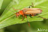 Geel Soldaatje (Cantharis livida)