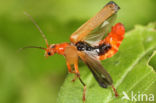 Soldier Beetle (Cantharis livida)