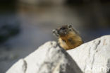 Yellow-bellied marmot (Marmota flaviventris)
