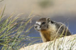 Yellow-bellied marmot (Marmota flaviventris)