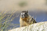 Yellow-bellied marmot (Marmota flaviventris)