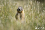 Yellow-bellied marmot (Marmota flaviventris)
