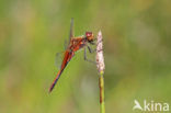 Geelvlekheidelibel (Sympetrum flaveolum)