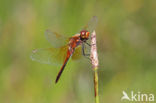 Geelvlekheidelibel (Sympetrum flaveolum)