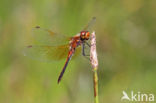 Geelvlekheidelibel (Sympetrum flaveolum)