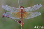 Geelvlekheidelibel (Sympetrum flaveolum)