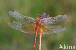 Geelvlekheidelibel (Sympetrum flaveolum)