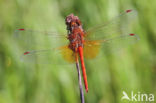 Geelvlekheidelibel (Sympetrum flaveolum)