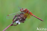 Geelvlekheidelibel (Sympetrum flaveolum)