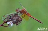 Geelvlekheidelibel (Sympetrum flaveolum)