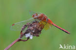 Geelvlekheidelibel (Sympetrum flaveolum)