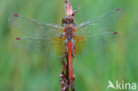 Geelvlekheidelibel (Sympetrum flaveolum)