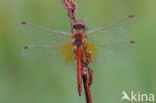 Yellow-winged Darter (Sympetrum flaveolum)