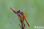 Yellow-winged Darter (Sympetrum flaveolum)