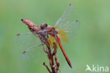 Yellow-winged Darter (Sympetrum flaveolum)