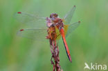 Yellow-winged Darter (Sympetrum flaveolum)