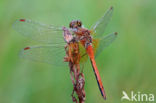 Geelvlekheidelibel (Sympetrum flaveolum)