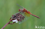 Yellow-winged Darter (Sympetrum flaveolum)