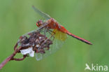 Yellow-winged Darter (Sympetrum flaveolum)