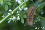 Gele tijger (Spilosoma lutea)