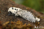 Leopard Moth (Zeuzera pyrina)