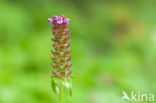 Gewone brunel (Prunella vulgaris)