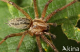 Labyrinth Spider (Agelena labyrinthica)