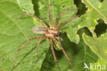 Labyrinth Spider (Agelena labyrinthica)