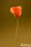 Gewone klaproos (Papaver rhoeas)