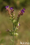 Alkanet (Anchusa officinalis)
