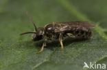 Gewone smaragdgroefbij (Lasioglossum leucopus)