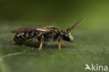 Gewone smaragdgroefbij (Lasioglossum leucopus)