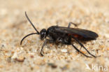 Gewone Wegwesp (Anoplius viaticus)