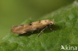 Gewone Wilgenroosjesmot (Mompha epilobiella)