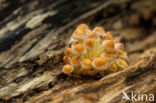 Sulphur tuft (Hypholoma fasciculare)