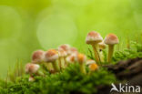 Sulphur tuft (Hypholoma fasciculare)