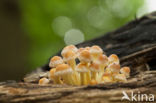 Sulphur tuft (Hypholoma fasciculare)