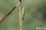 Short-winged Cone-head (Conocephalus dorsalis)