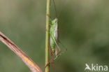 Short-winged Cone-head (Conocephalus dorsalis)