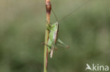 Short-winged Cone-head (Conocephalus dorsalis)