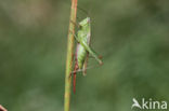 Short-winged Cone-head (Conocephalus dorsalis)